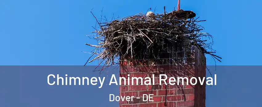 Chimney Animal Removal Dover - DE