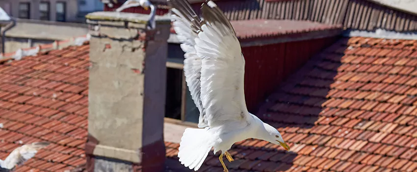 Residential Chimney Animal Removal Solution in Dover, DE